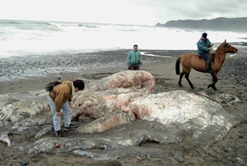 La masa gelatinosa aparecida en junio pasado cerca de Puerto Montt. Foto: Reuters.