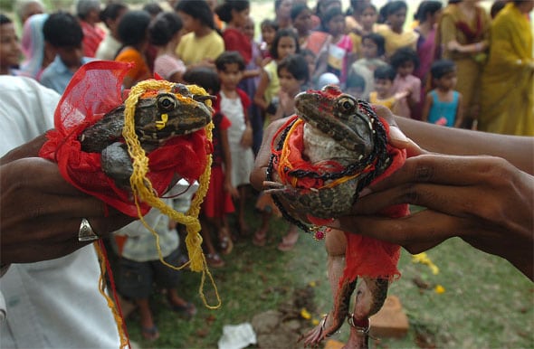 Las ranas Raja y Rani, en el momento de su feliz enlace por el rito hindú en la ciudad india de Nagpur. Foto: AFP.