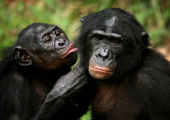 Chimpancés pigmeos en un santuario situado a las afueras de Kinshasha, la capital de Congo. Foto: Reuters.