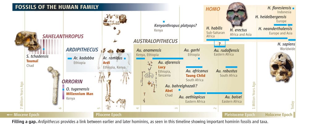 La evolución de los homínidos. Gráfico: 'Science'.