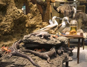 Muestras de la fauna de las Galápagos. Foto: Museo de Historia Natural de Londres.