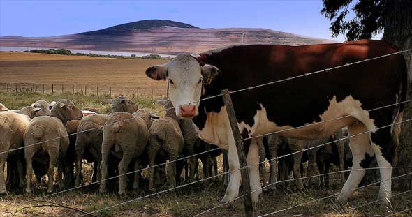 La ganadería sólo genera en EE UU el 3% de los gases de efecto invernadero, frente al 26% del transporte, según la EPA. Foto: Wikimedia.