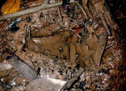 Presunta huella del Bigfoot encontrada en el estado malayo de Johor. Foto: Sociedad Naturalista Malaya.