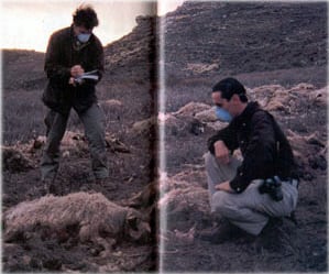 Iker Jiménez y Lorenzo Fernández, en plan de intrépidos investigadores en Segovia en 1998, entre ovejas muertas.