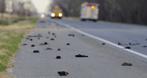 Pájaros muertos en el arcén de una autovía cerca de Pointe Coupee. Foto: AP.