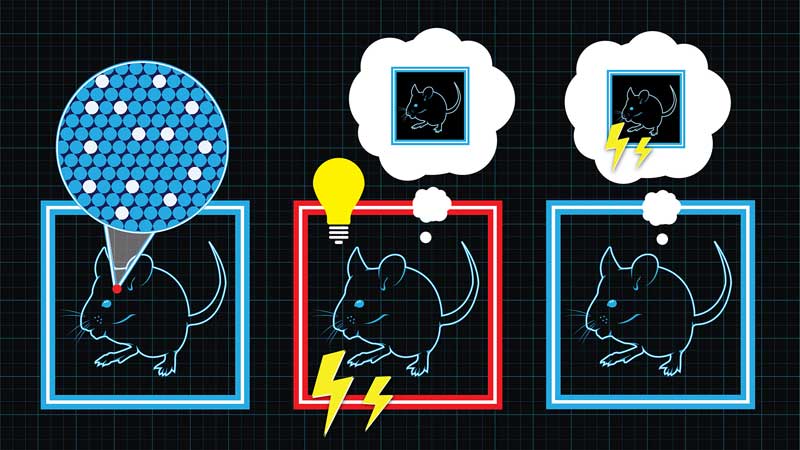 Así fue el experimento para cerar falsos recuerdos en ratones. Imagen: Collective Next.