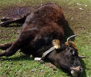 La vaca a la que los buitres mataron y de la que comieron ojos, lengua, región anal y ubres. Foto: El Correo.