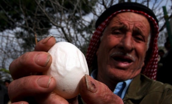 El campesino palestino, con el milagroso 'huevo de Alá'. Foto: Efe.