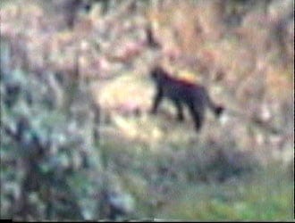 Fotograma del vídeo de la pantera fantasma grabado en Vizcaya en 2003. Sin referencias, bien puede tratarse de un gato. Foto: 'El Correo'.