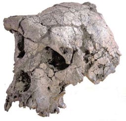Toumaï, el homínido de Chad de hace más de 6 millones de años.