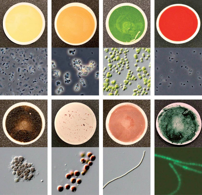 8 de los 137 microorganismos utilizados como potenciales biofirmas en otros mundos. Foto: Hedge / Instituto Max Planck.