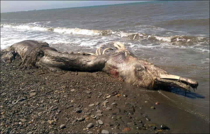 Imagen de la criatura publicada por 'The Siberian Times'. Foto: SakhalinMedia.