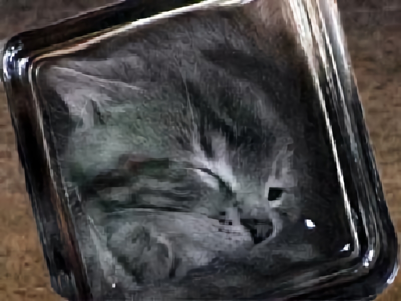 Montaje fotográfico de un presunto gatito embotellado. Foto: bonsaikitten.com
