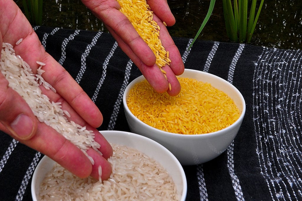 Arroz dorado y arroz blanco. Foto: Insituto Internacional para la Investigación del Arroz.
