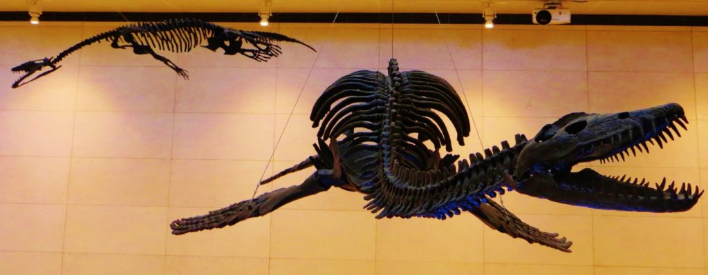 Los esqueletos de plesiosaurio -en primer plano, uno de ellos- pueden estar en el origen de las leyendas de dragones de Europa central. Foto: Ghedoghedo.