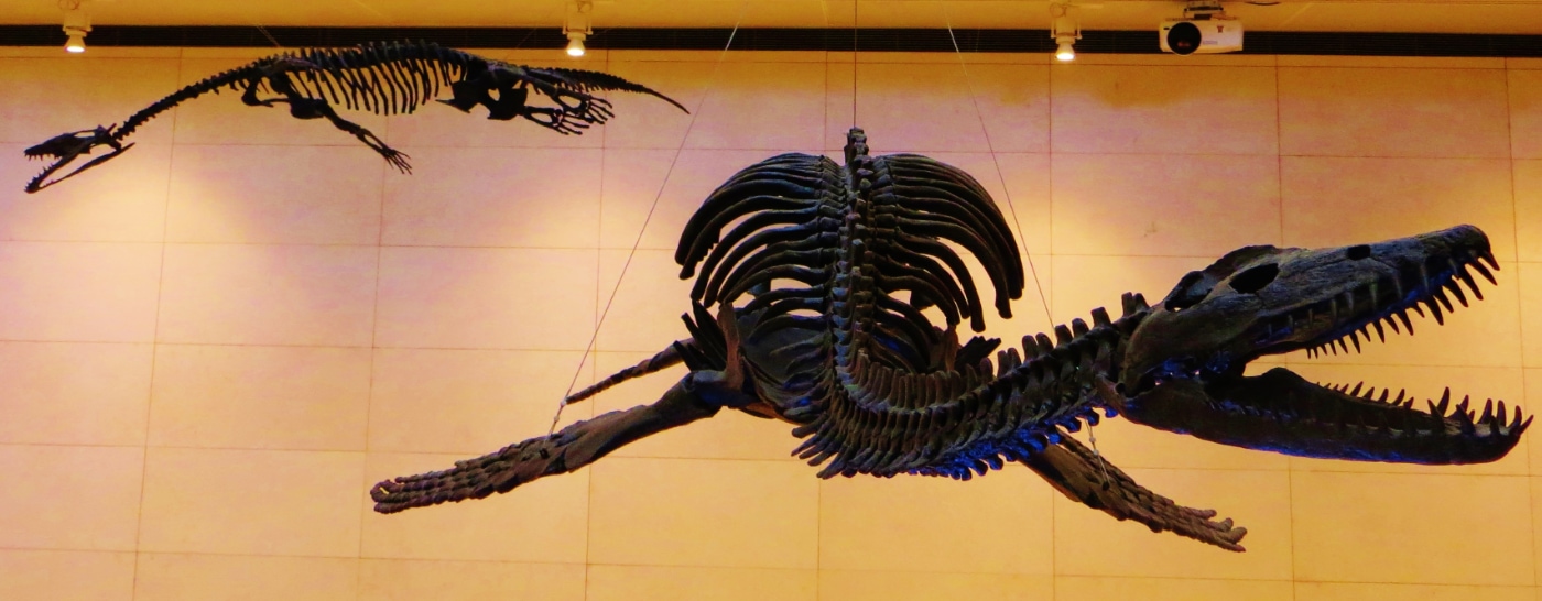 Los esqueletos de plesiosaurio -en primer plano, uno de ellos- pueden estar en el origen de las leyendas de dragones de Europa central. :: Foto: Ghedoghedo.