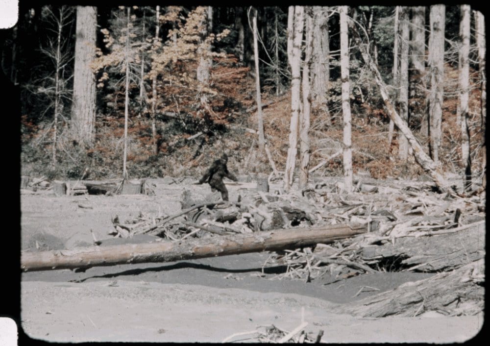El bigfoot filmado por el vaquero Roger Patterson en Bluff Creek el 20 de octubre de 1967.
