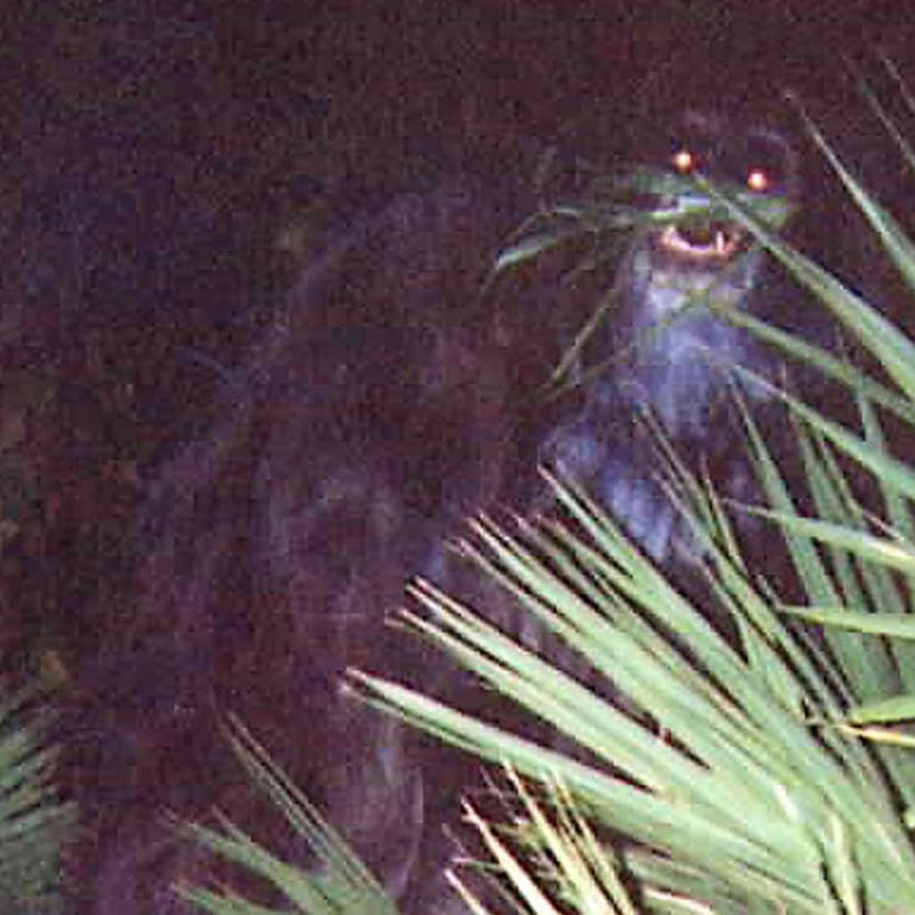 Supuesta foto del mono mofeta de Florida.
