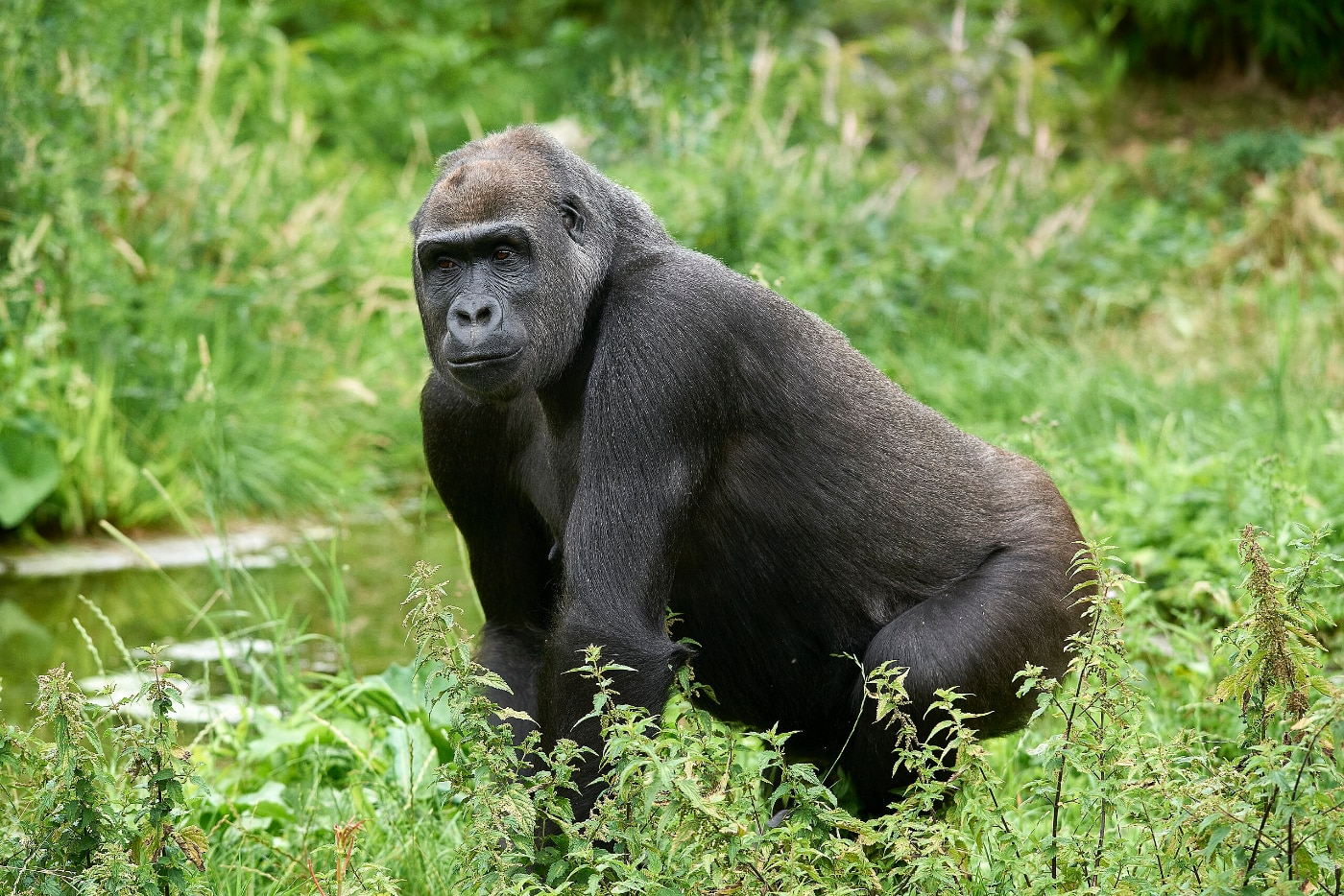 Una explicación a por qué unos vemos y otros no a un gorila cuando pasa delante de nuestras narices