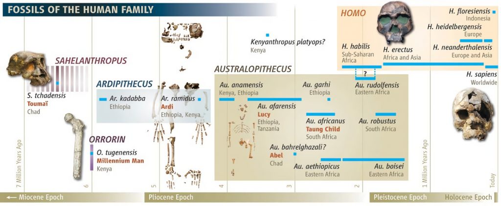 La evolución de los homínidos. Gráfico: 'Science'.