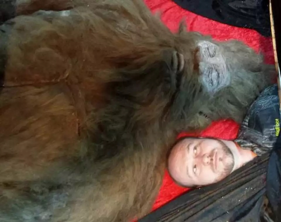 Gana 60.000 dólares en un mes con una exposición de un bigfoot de látex y pelo de camello