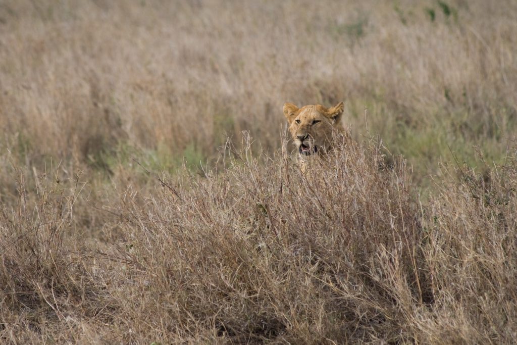 Leona en la estepa africana. Foto: Stig Nygaard.