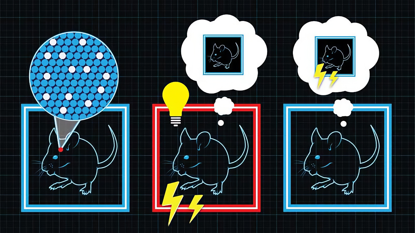 Implantan falsos recuerdos en ratones