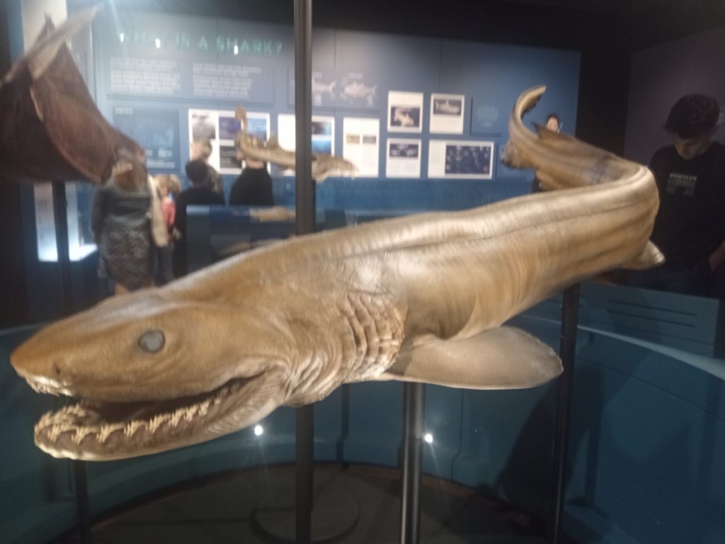 Tiburón anguila, en el Museo Australiano. Foto: Xyxyzyz.