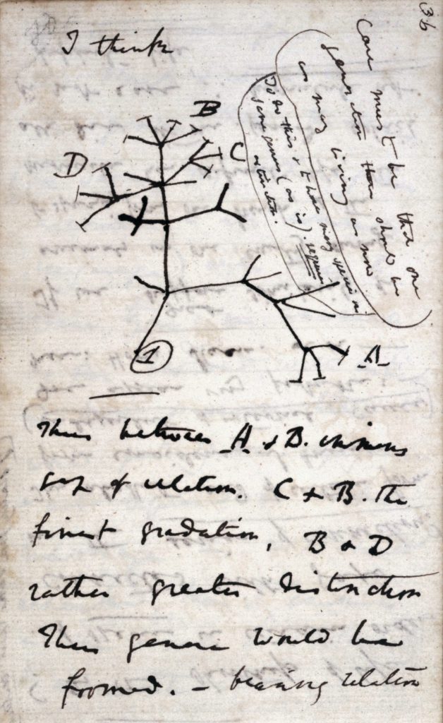 Primer boceto del árbol de la vida (1837) de Charles Darwin.