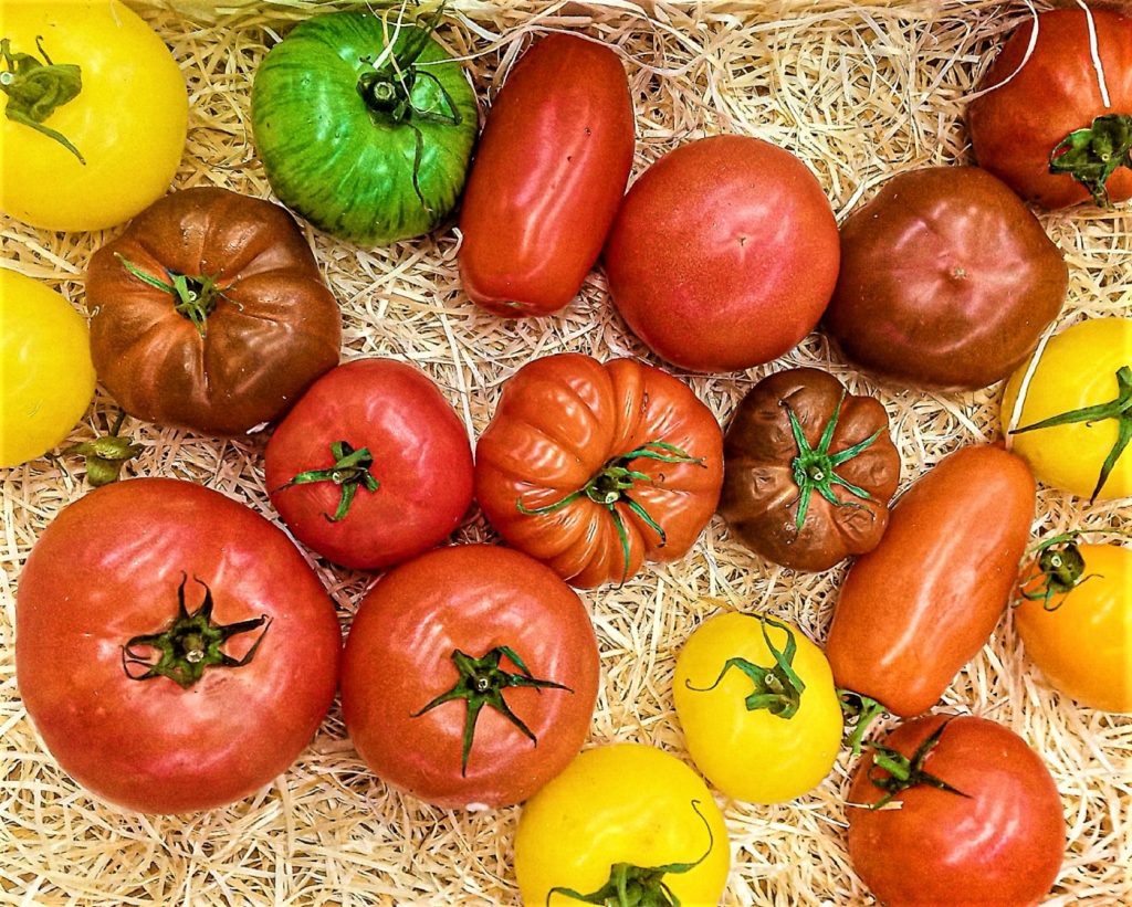 Variedades de tomate. Foto: Filo gèn'.