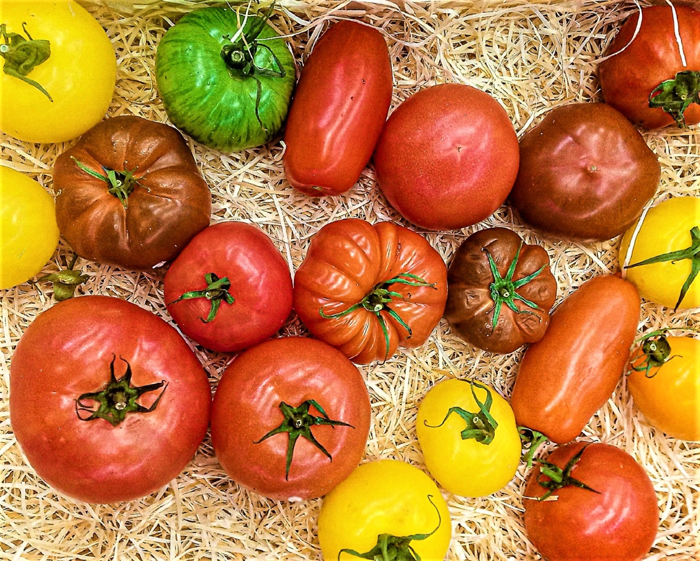 El 65% de los españoles cree que los tomates que come no tienen genes