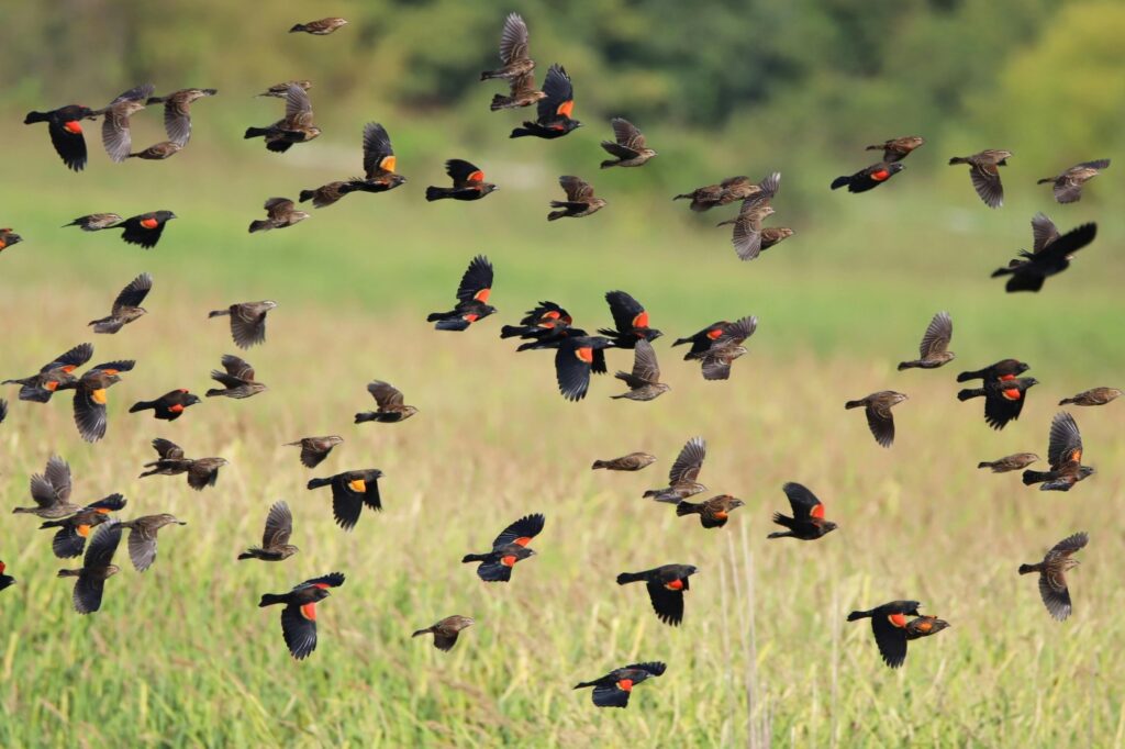 Una bandada de mirlos de alas rojas. Foto: Chelsea Mosteller.