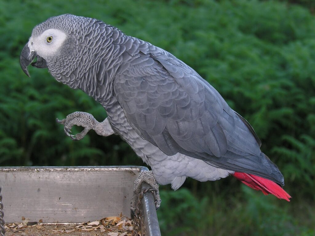 Un loro gris como N'kisi. Foto: L. Miguel Bugallo Sánchez.