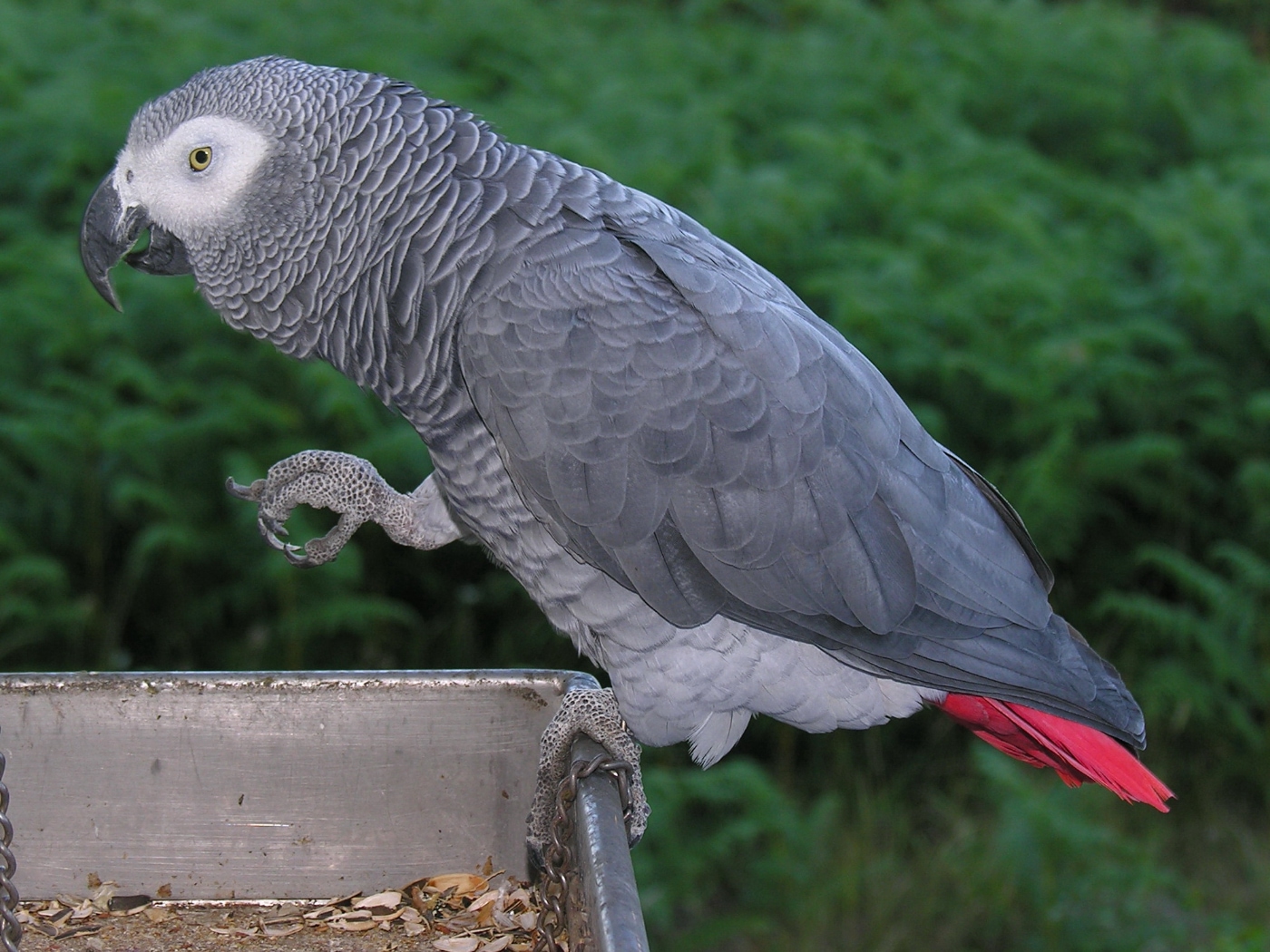 Un Uri Geller con plumas